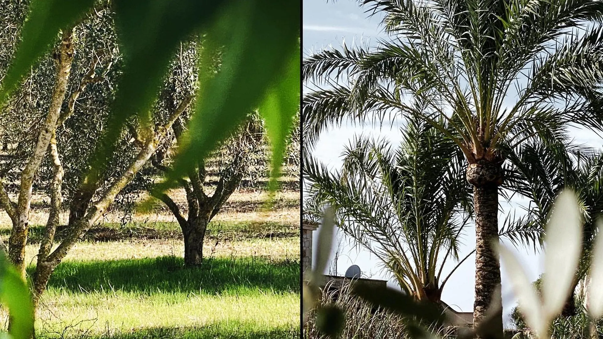 Mallorca Finca Gallo Negro Santanyi Campos Gesamte Unterkunft Social Media 0*, Campos (Mallorca) Spagna